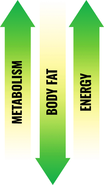 Metabolism, Body Fat, Energy